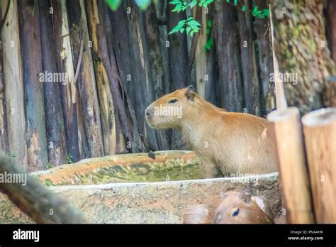 Capybara teeth hi-res stock photography and images - Alamy