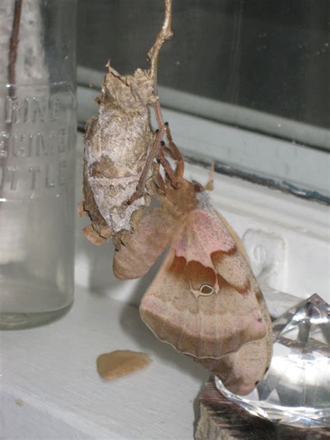 Polyphemus moth after emerging from cocoon – Wild Ones St. Louis