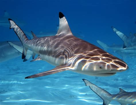 Blacktip Reef Shark – "OCEAN TREASURES" Memorial Library