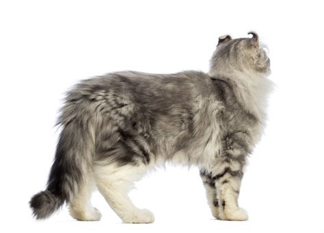 American Curl (Longhair) Cats