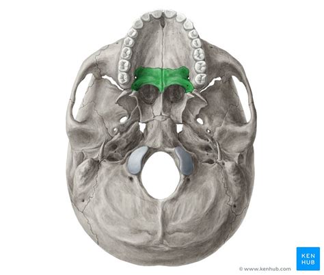 The Palatine Bone - Anatomy, Borders and Development | Kenhub