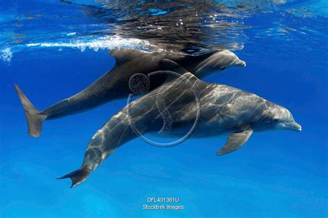 A pregnant female Atlantic bottlenose dolphin, Tursiops truncatus ...