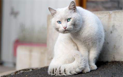 Download wallpapers British short-haired white cat, heterochromia, blue ...