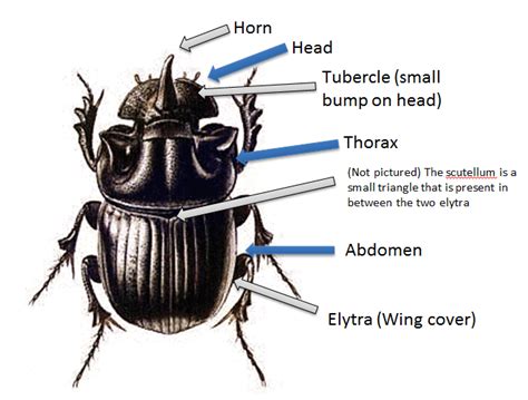 This is a diagram of the general anatomy of the dung beetle. This may ...