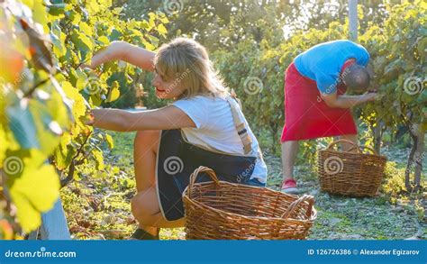 Farmers Vinedressers Harvesting Grape Crop at Small Family Organic ...