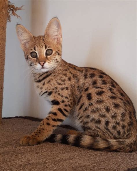 Savannah Cats For Sale | Savannah Kittens | F4 Savannah Cats