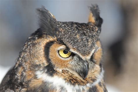 Great Horned Owl — Wildlife Science Center