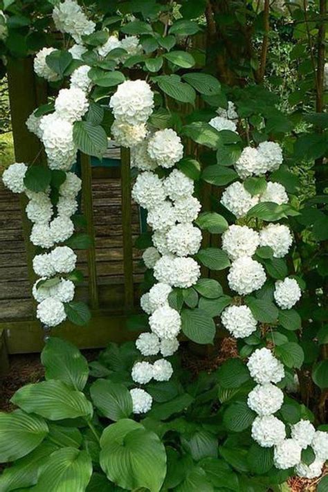 Hydrangea Green Flowers For Sale at Billy Lee blog