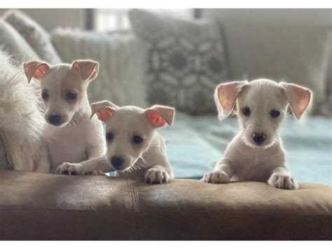 3 Cute Jack Chi Puppies Sacramento - Puppies for Sale Near Me