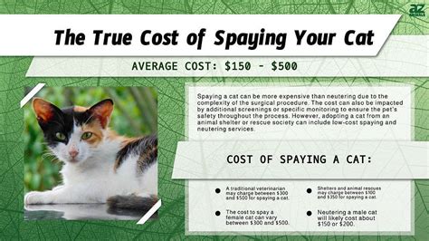 How Much Does It Cost to Spay a Cat? (True Cost in 2024) - A-Z Animals