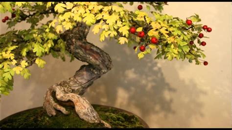 Bonsai Buah | Fruit Bonsai | Pelengkap Taman Yang Unik!! - YouTube