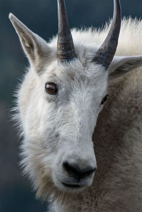 Mountain Goat: A Strong Climber in Extreme Conditions — Alaska Wildlife ...