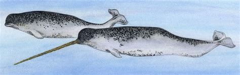 Narwhal - Animals Affected by Climate Change