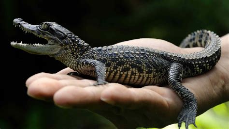 Birth of 65 Siamese crocodiles in Cambodia brings hope to species ...