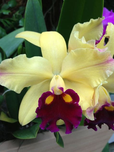 17 Best images about Cattleya Orchids on Pinterest | Flower, Orchid ...