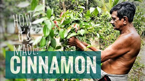 Cinnamon Plant Harvest