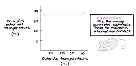 😀 Are mammals ectothermic or endothermic. Is a orangutan an a ...