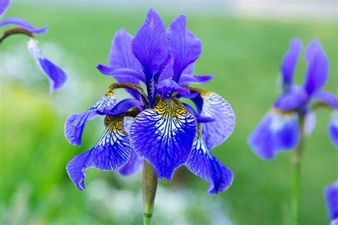 Best Siberian Irises (Iris sibirica) For Your Garden