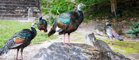 Ocellated Turkey - American Bird Conservancy