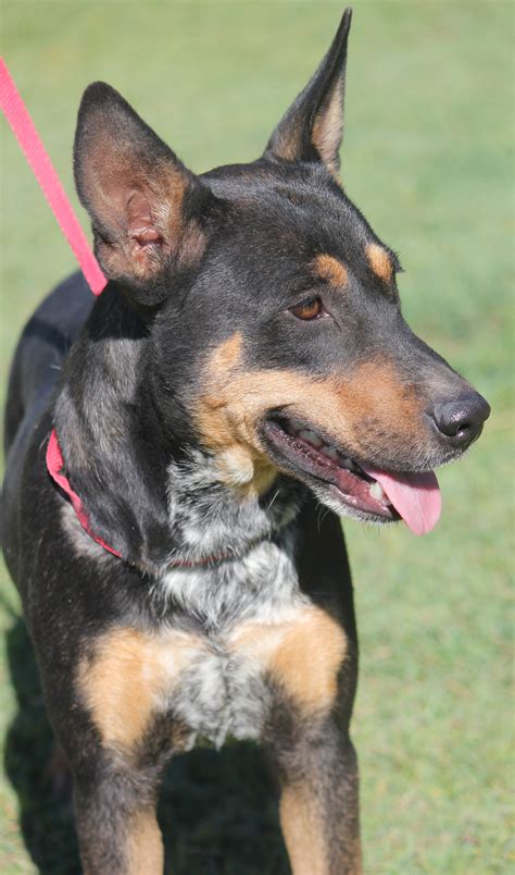 Maude - Medium Female Kelpie x Blue Heeler Mix Dog in WA - PetRescue