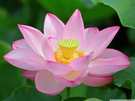 Pink Lotus Wallpapers - Top Free Pink Lotus Backgrounds - WallpaperAccess