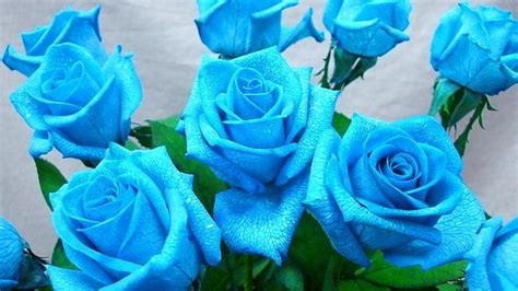 Blue Roses wallpaper | 1600x900 | #66285