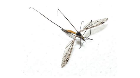 8 Facts You Need to Know About Mosquito Eaters | AAI Pest Control ...