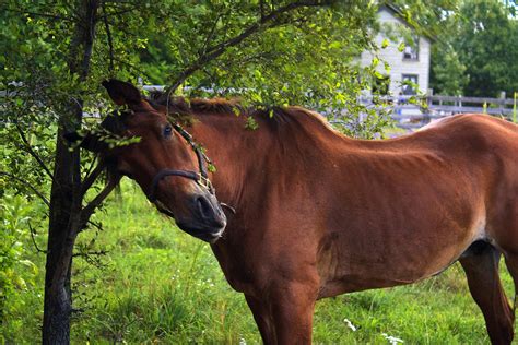 Images Of Ringworm In Horses : Ringworm in horses is a nasty condition ...