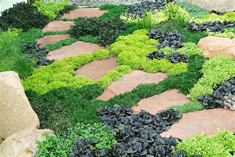 10 Great Groundcover Plants | Better Homes & Gardens