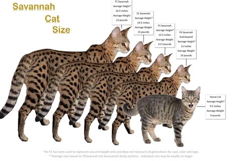 Savannah cat sizes | Savannah kitten, Savannah cat, F2 savannah cat