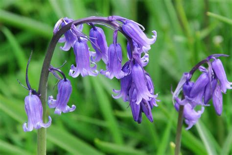 Bluebell Poisoning in Horses - Symptoms, Causes, Diagnosis, Treatment ...