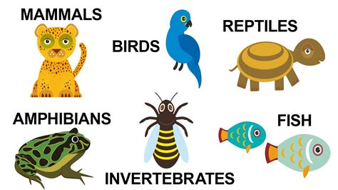 Basic Types of Animals and Their Characteristics