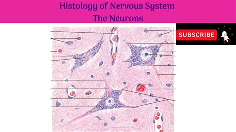 Parasympathetic Ganglion Histology