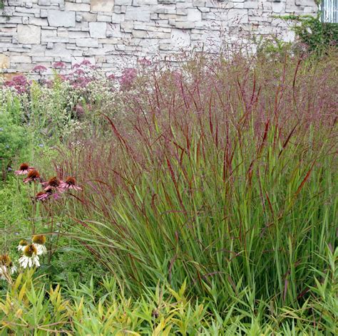 Panicum "shenandoah' switchgrass. this was the grass across from lamps ...