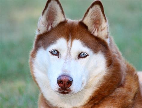 Facts About the Siberian Husky: An Excellent Dog Breed | PetHelpful