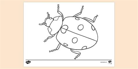 FREE! - Ladybird Colouring Sheet - Primary School - Twinkl