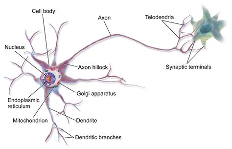 Multipolar neuron - Wikipedia