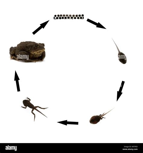 Cane Toad Life Cycle