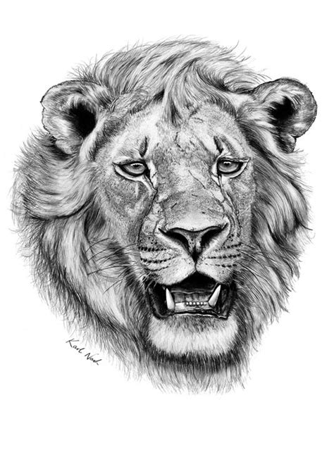 African Lion Sketch at PaintingValley.com | Explore collection of ...