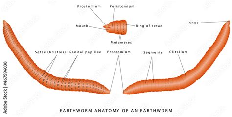 Morphology of earthworm. External anatomy of an earthworm. Annelid ...