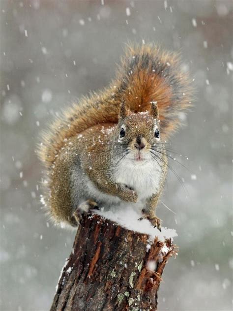 Red Squirrel Winter Snow. An American red squirrel in a winter snow ...