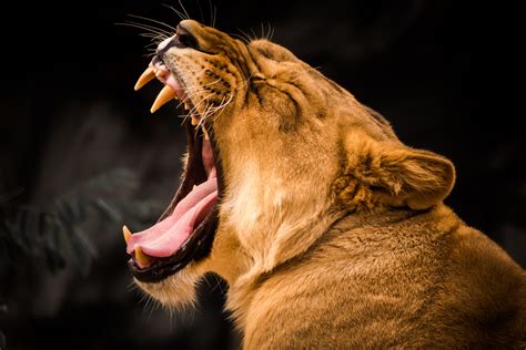 Lion Roaring 5k, HD Animals, 4k Wallpapers, Images, Backgrounds, Photos ...