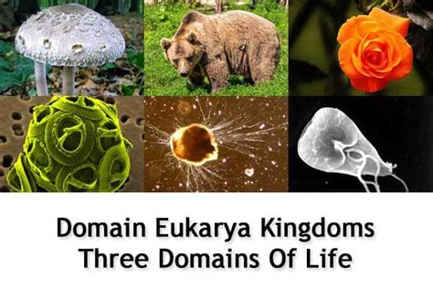 Domain Eukarya Kingdoms | Three Domains of Life | BioExplorer