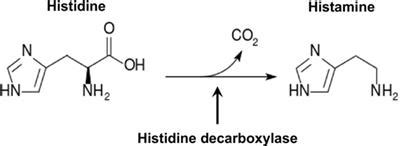 Frontiers | Molecular Regulation of Histamine Synthesis