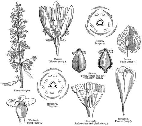 Polygonaceae | Plant classification, Vascular plant, Planting flowers