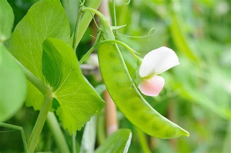 How to Plant and Grow Snow Peas | Gardener’s Path