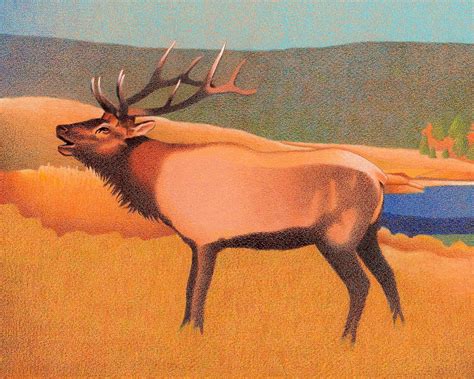 Bull Elk - Colored Pencil Drawing