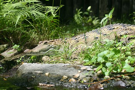 Philippine Crocodile | The Life of Animals