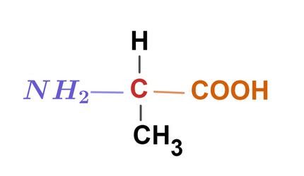 Alanine Amino Acid Structure