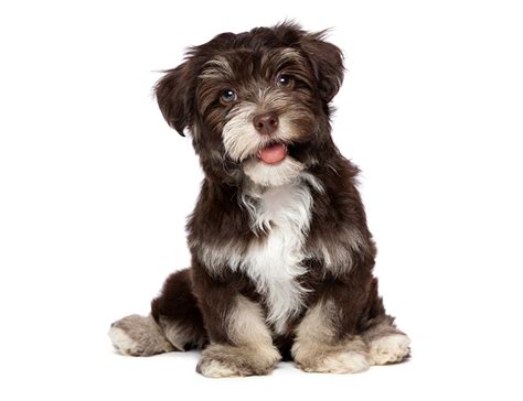 Wallpaper puppies Havanese Bichon dog chocolate havanese animal